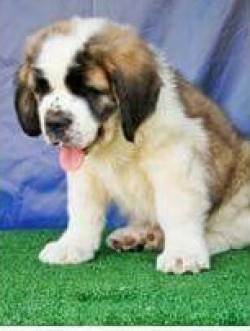 Thorncroft bred male puppy. Out of Litter-K