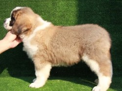 Thorncroft male puppy - side profile. Litter-K
