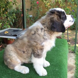 Thorncroft bred male puppy out of litter-K