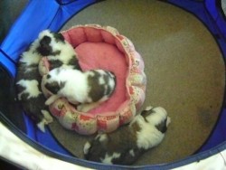 Three week old Thorncroft pups. Litter-F