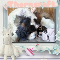 Franchesca with her new born pups. Litter J