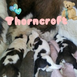 Pups from Litter-J with Mommy