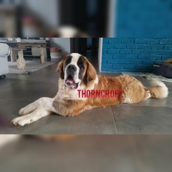 Thorncroft developing puppy out of Litter K