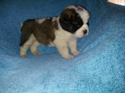 Thorncroft Joyous Ranger at four weeks