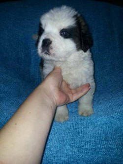 Thorncroft Joyous Daisy at four weeks