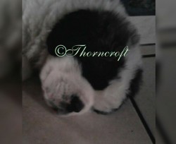 Thorncroft Bred Male puppy