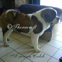 Caleb of Thorncroft our 1st imported male