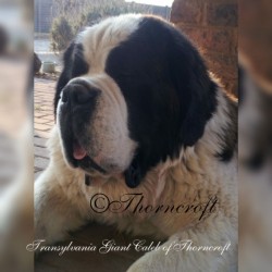 Transylvania Giant Caleb of Thorncroft