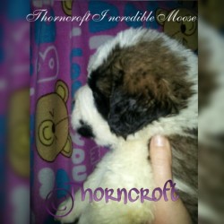 Thorncroft Incredible Moose as a puppy. Note his development