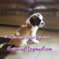 Thorncroft bred male