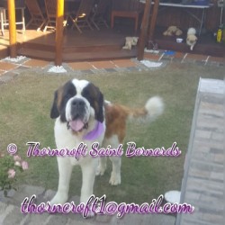 Gorgeous Thorncroft bred male