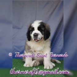 Thorncroft bred male pup from Litter K