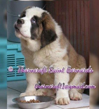 Thorncroft Famous Zorba of Marilanda as a puppy.