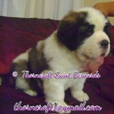 Thorncroft Famous Hope as a pup of 7 weeks. Litter F