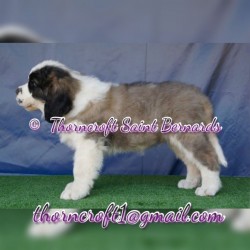 Thorncroft bred male puppy -side profile