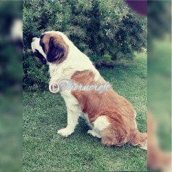 Saint Bernard Male