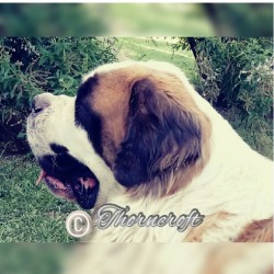 Side view of well bred Saint Bernard Male