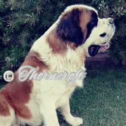 Thorncroft Saint Bernard  Young Male