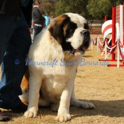 Thorncroft Famous Zorba of Marilanda at a show