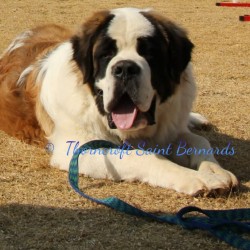 Thorncroft Saint Bernard Male out of imported mother