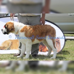 Thorncroft Incredible Moose as a puppy at a show