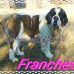 Transylvania Giant Franchesca Di Amour Of Thorncroft Imp Romania