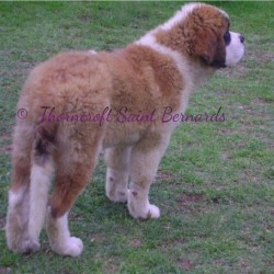 Transylvania Giant Forever In Blue Jeans of Thorncroft Imp Romania at 5 months