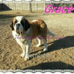 Transylvania Giant Forever In Blue Jeans of Thorncroft Imp Romania aka Gracie