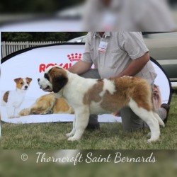 Thorncroft Joyous Daisy as a pup at a show