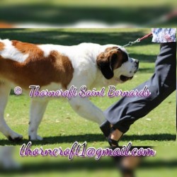 Thorncroft Joyous Daisy as an adult at a show