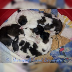 Thorncroft Saint Bernard pups