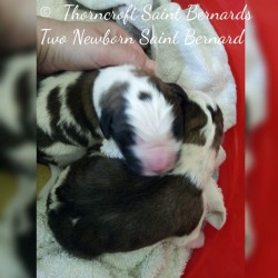 Thorncroft Saint Bernard pups