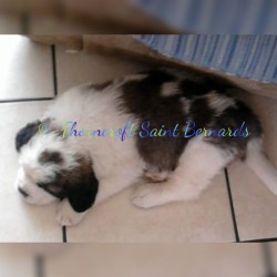 Thorncroft Saint Bernard pups