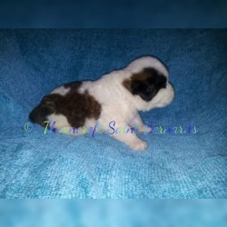 Thorncroft Saint Bernard pups