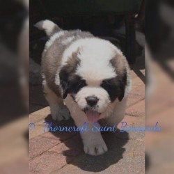 Thorncroft Saint Bernard pups