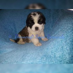 Thorncroft Saint Bernard pups