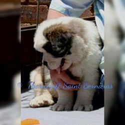 Thorncroft Saint Bernard pups