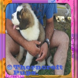 Thorncroft Saint Bernard pups