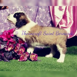 Thorncroft Saint Bernard pups