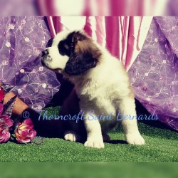 Thorncroft Saint Bernard pups