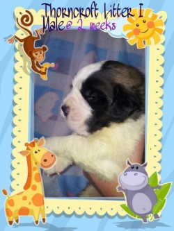 Thorncroft Saint Bernard pups