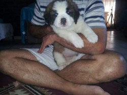 Thorncroft Saint Bernard pups