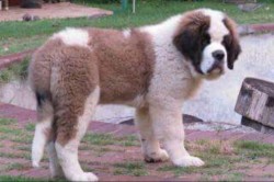 Thorncroft Saint Bernard pups