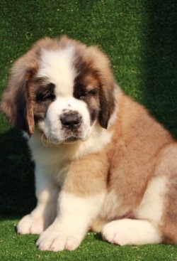 Thorncroft Saint Bernard pups