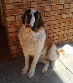 Thorncroft Saint Bernard pups