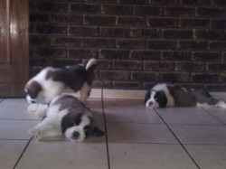 Thorncroft Saint Bernard pups