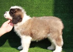 Thorncroft Saint Bernard pups