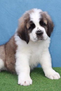 Thorncroft Saint Bernard pups