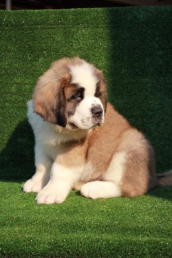 Thorncroft Saint Bernard pups