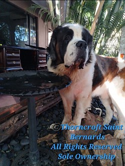 Thorncroft Adult Male